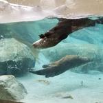 Western North Carolina Nature Center