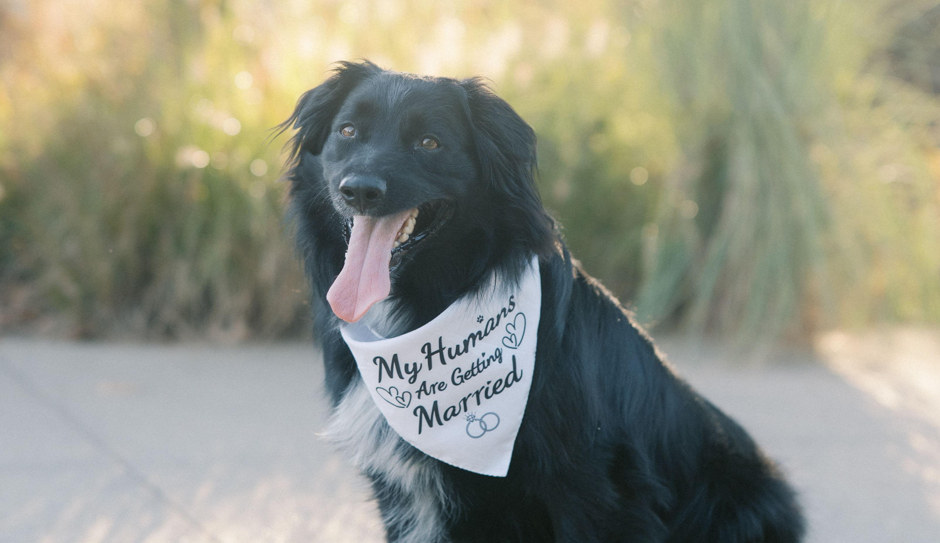 The Wedding Website of Alydia Meinecke and Matthew Steves