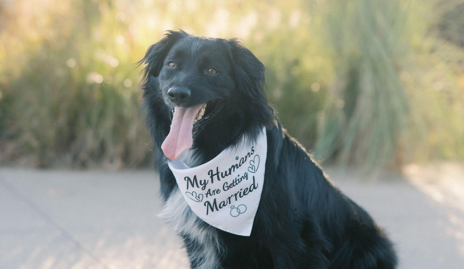 The Wedding Website of Alydia Meinecke and Matthew Steves