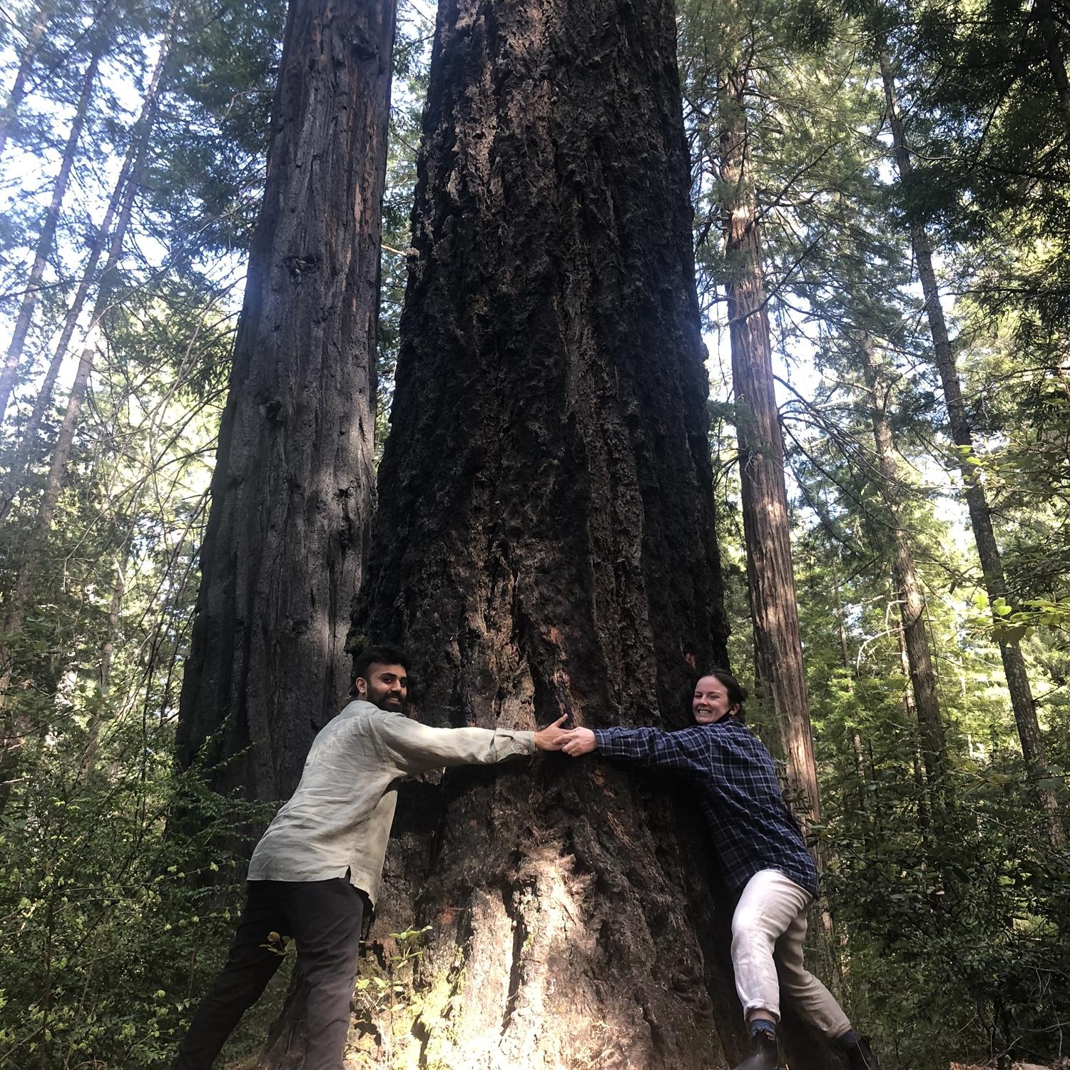March 2021 - Northern California - Redwoods! Can't even get our arms around these guys!