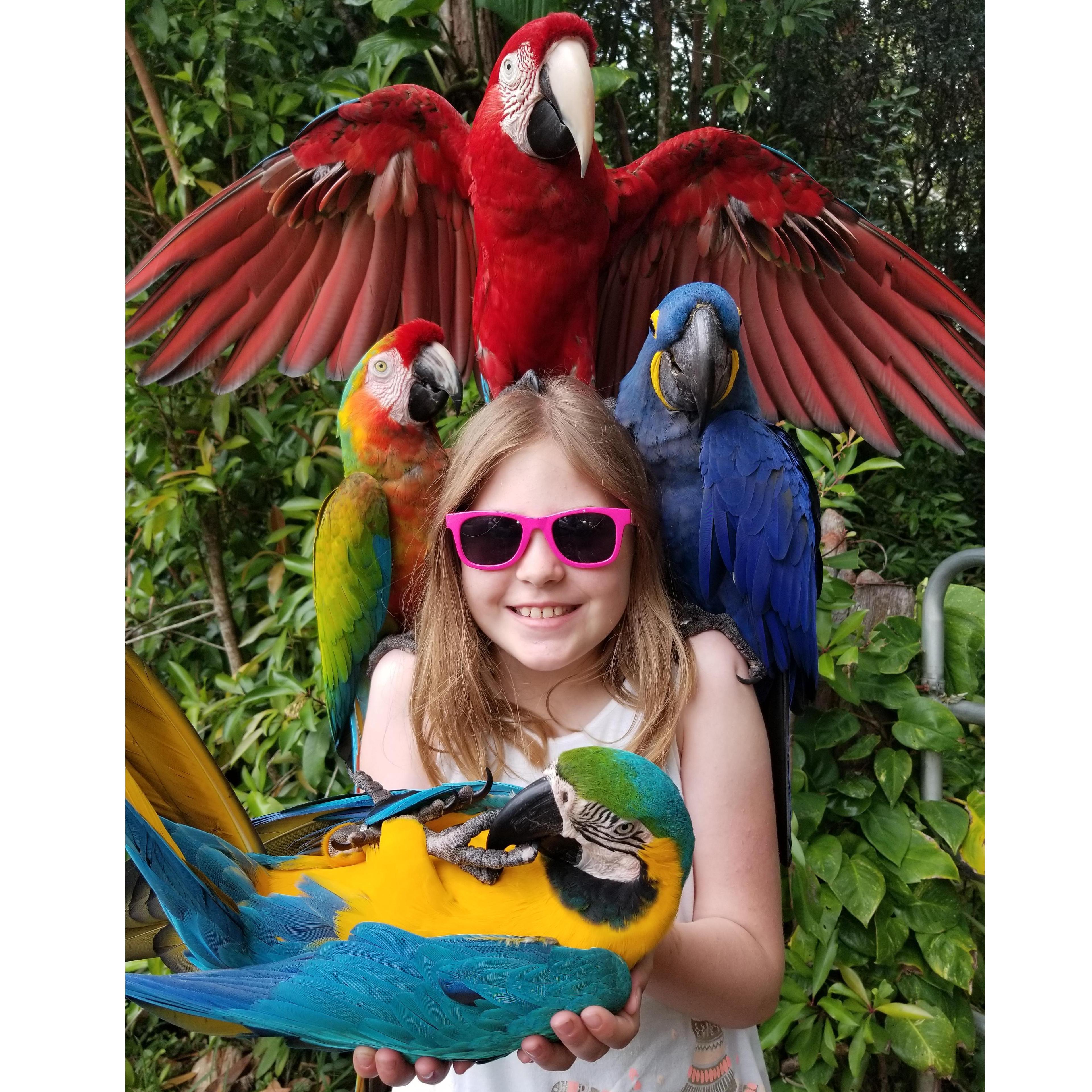 We were driving along the Hana highway and spotted a gentleman on the side of the road with these lovely birds. We pulled over, and he offered to take this picture for us. Amelia was so brave!