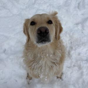 Rue's Fence Fund