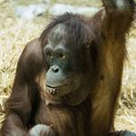 Henry Vilas Zoo