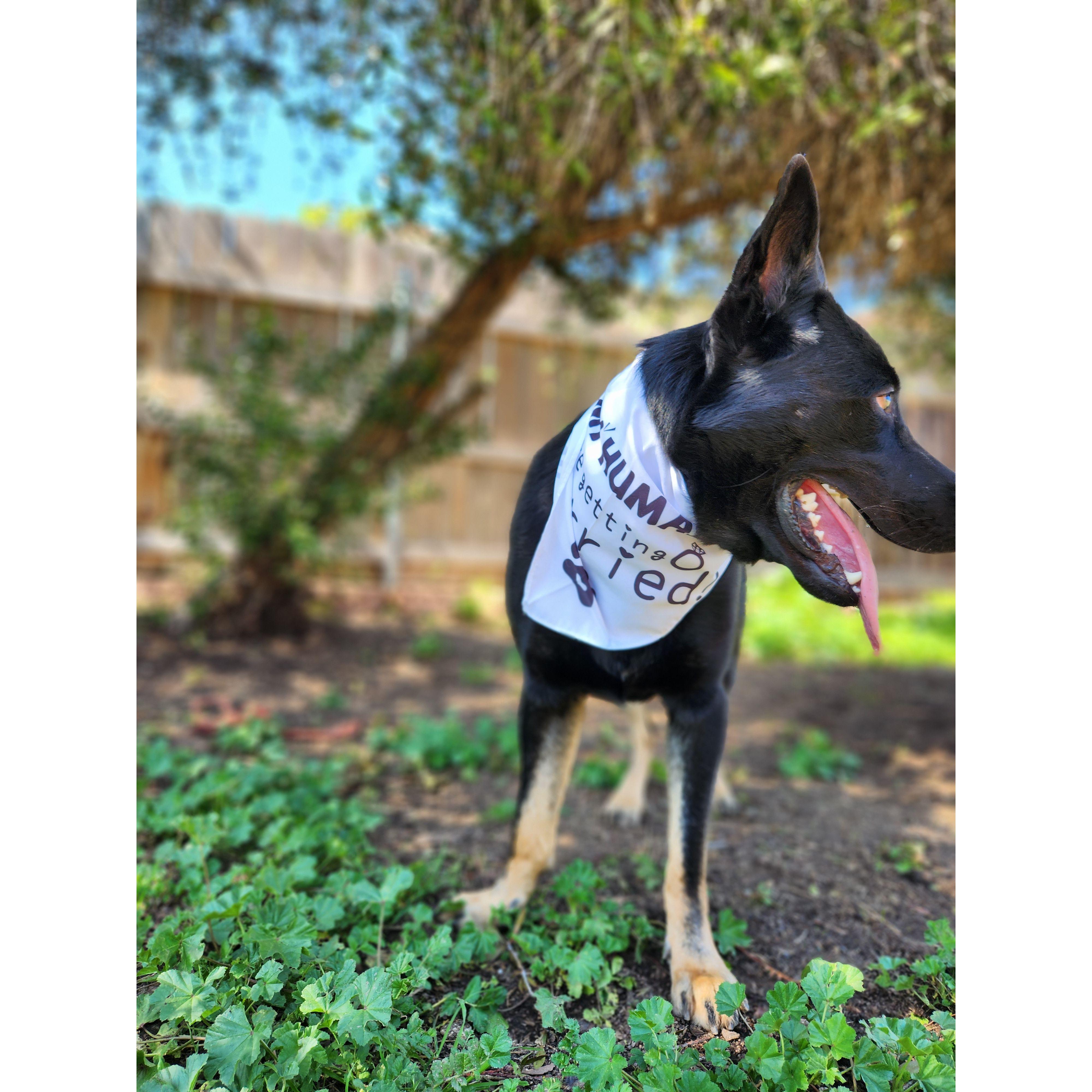 "Hey guys, guess what!? My humans are getting married!" -Ares