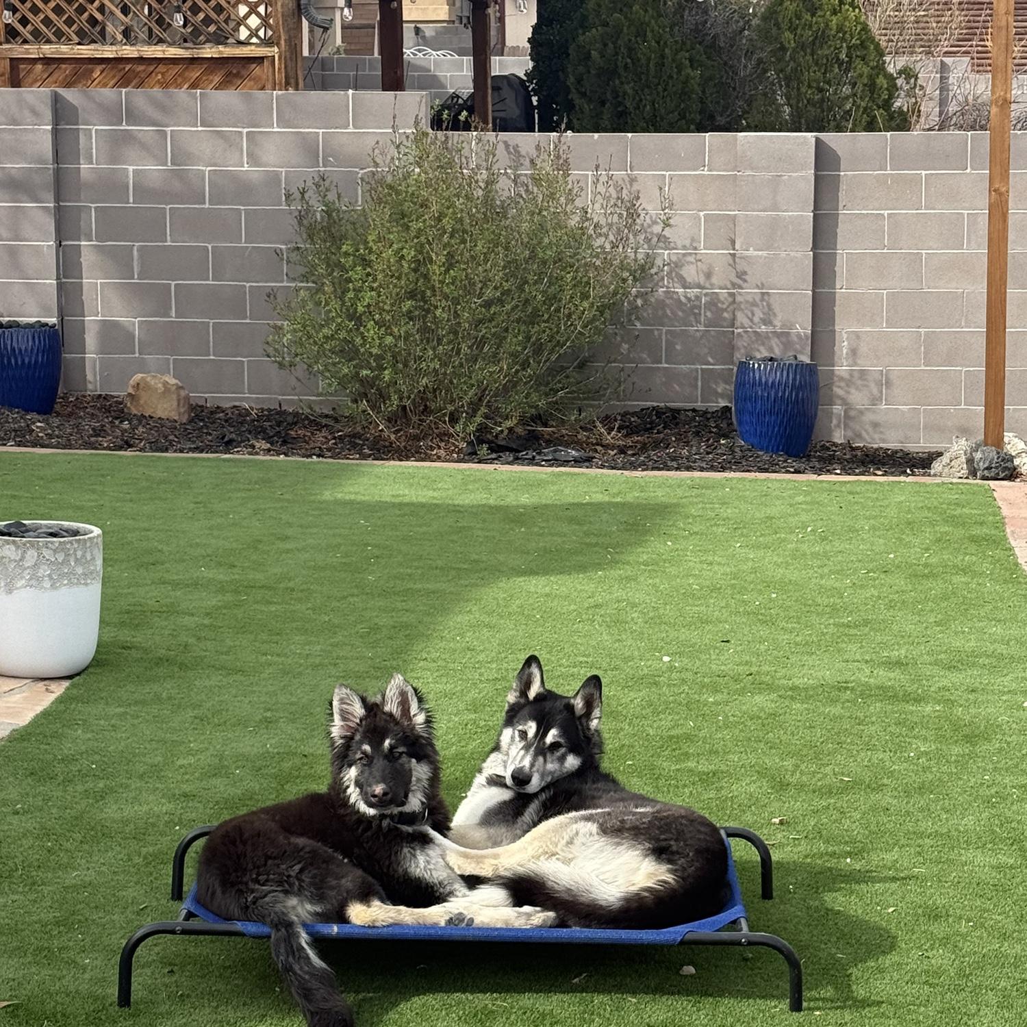 Togi(left) is obsessed with max(right)