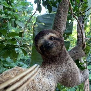 Costa Rica Sloth Tour