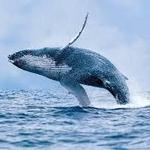 Another Whale Watching Company