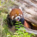 San Diego Zoo