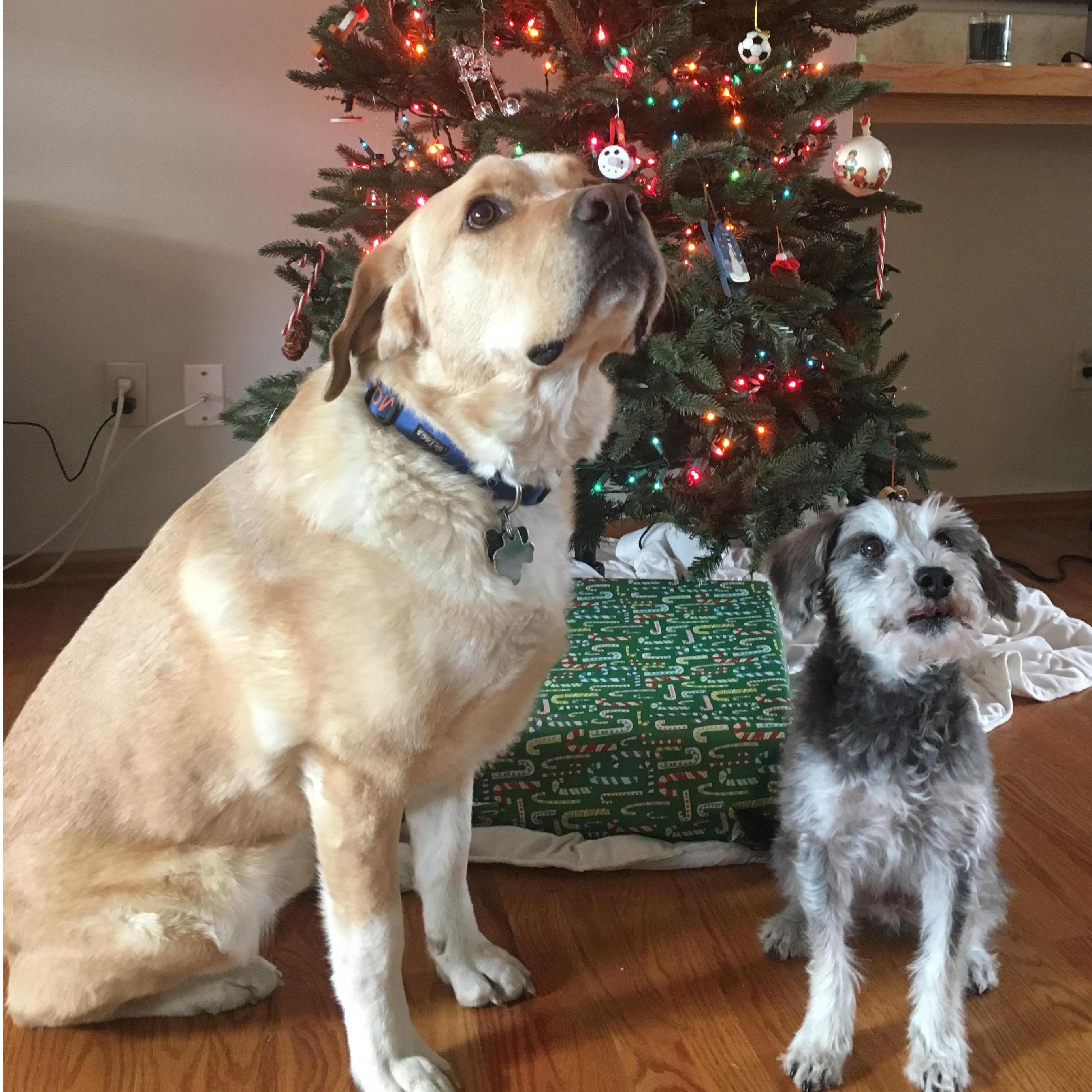 Monty and Max's first Christmas in the new house