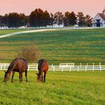 Horse Farm Tours