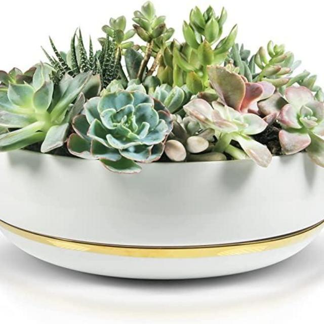 Large Succulent Planter with Drainage Tray - 10 Inch White Bowl with Metallic Gold - Modern Bonsai, Cactus, & Succulent Pot with Saucer - No Plants Included