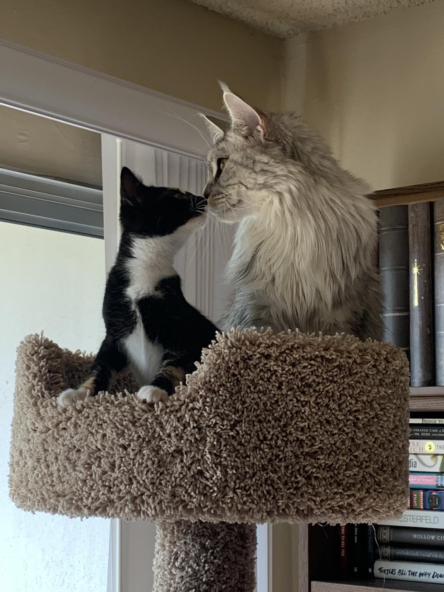 These adopted sisters are also best friends <3