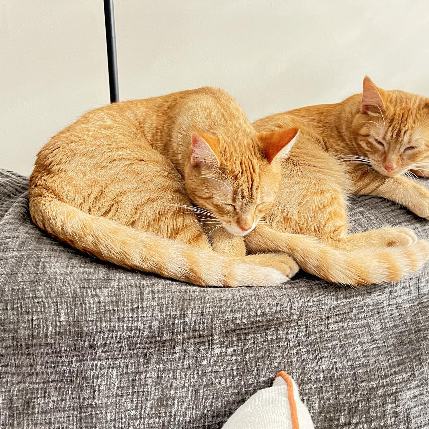Bucky and Sam - acclimating to their new environment!