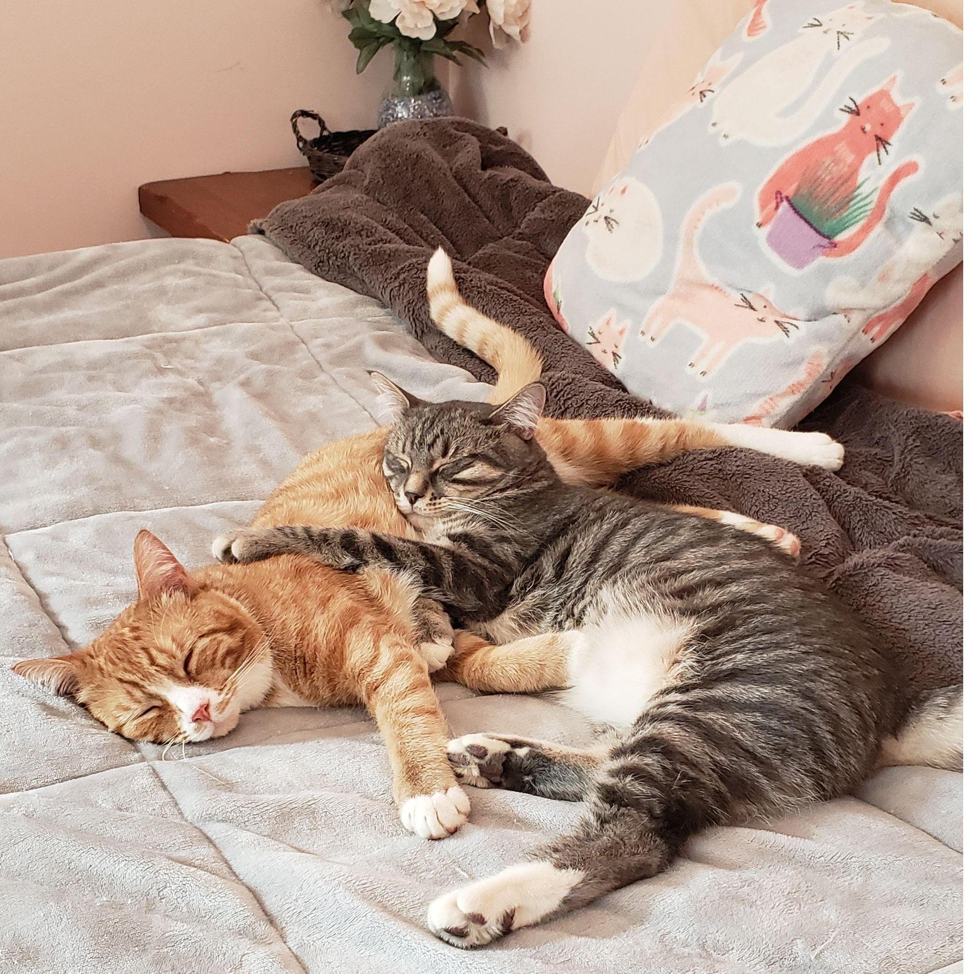 Even now that Mango and Ash are grown cats, they still love to cuddle each other.