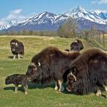 The Musk Ox Farm - Masks Required