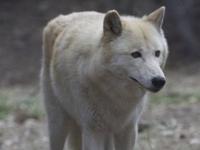 California Wolf Center
