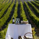 Wine and Vineyard Tours