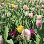 The Dallas Arboretum and Botanical Garden