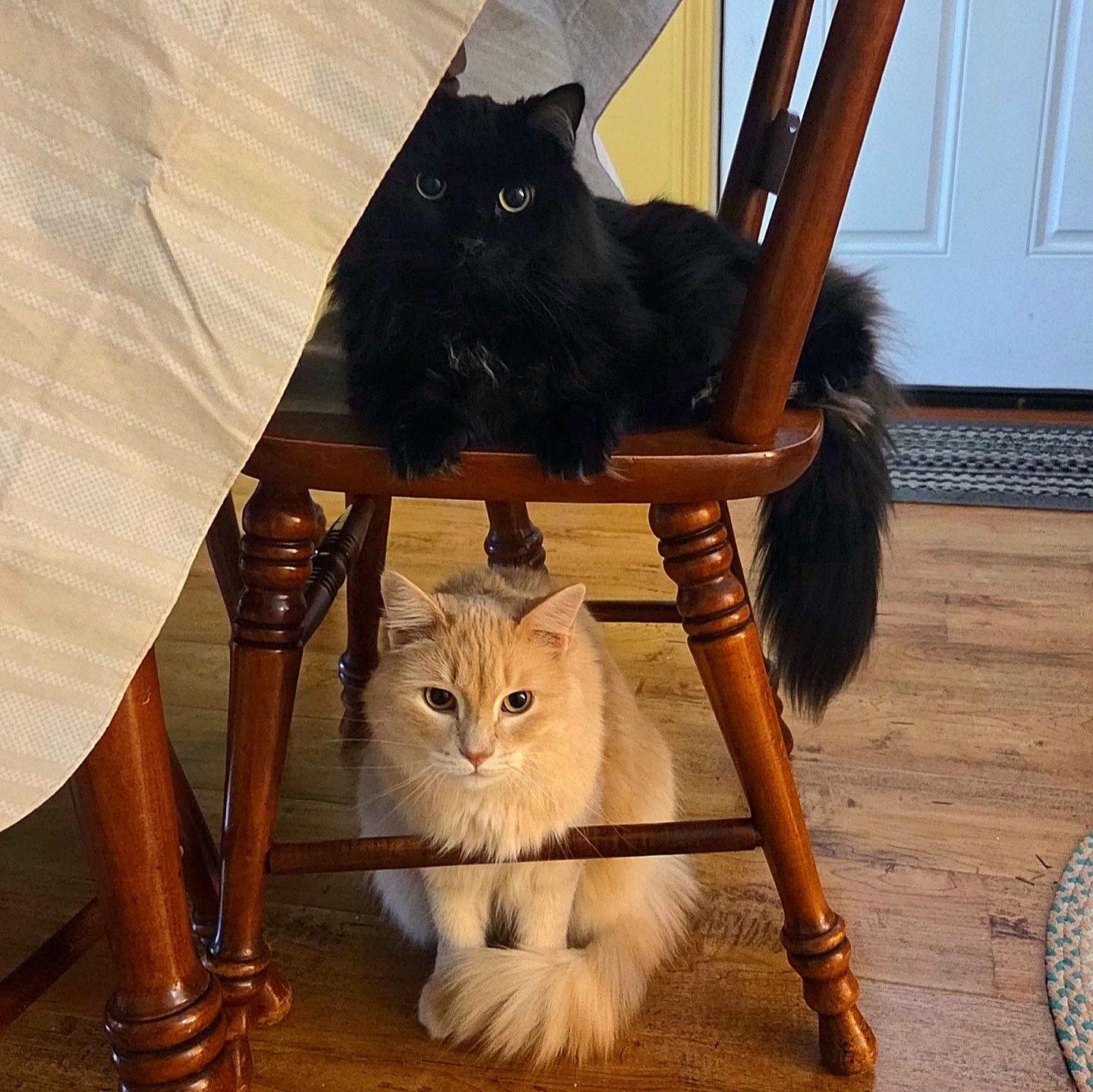 Obligatory cats