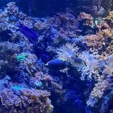 The Dallas World Aquarium