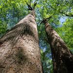 Joyce Kilmer Memorial Forest, Nantahala National Forest