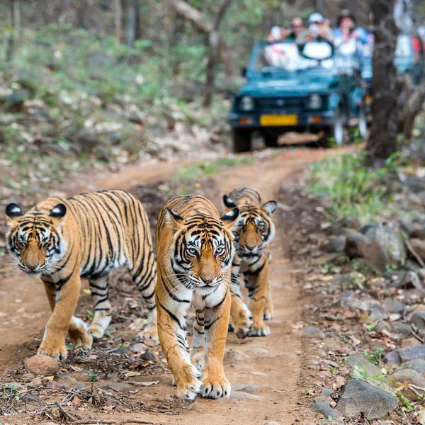 Honeymoon: Tiger Safari in Rajasthan