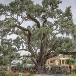 The Old Senator Tree