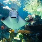 Aquarium of the Pacific