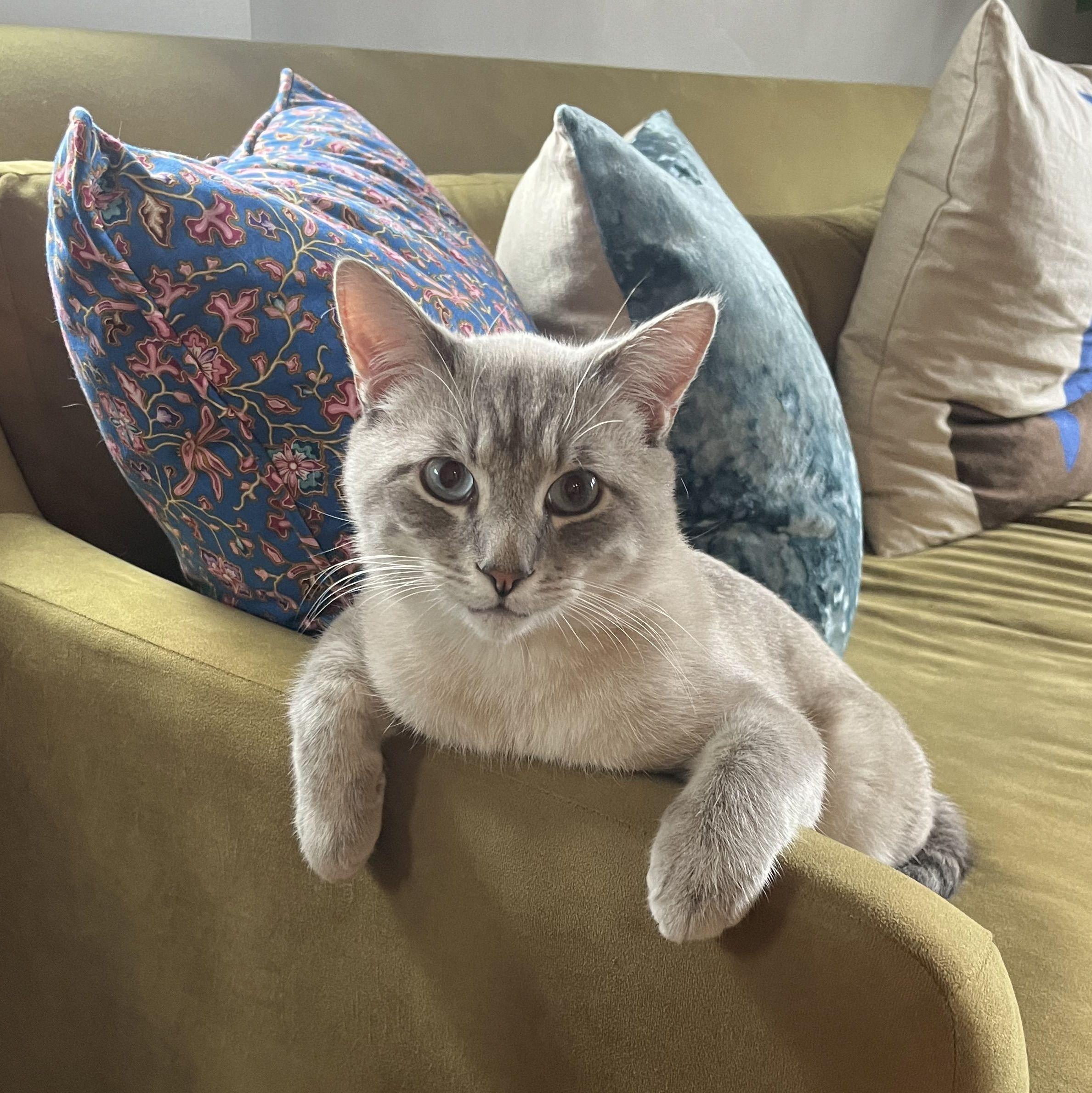 Our first kitty- Bob