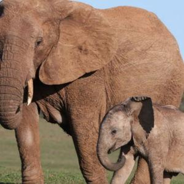 Honeymoon Elephant Adventure