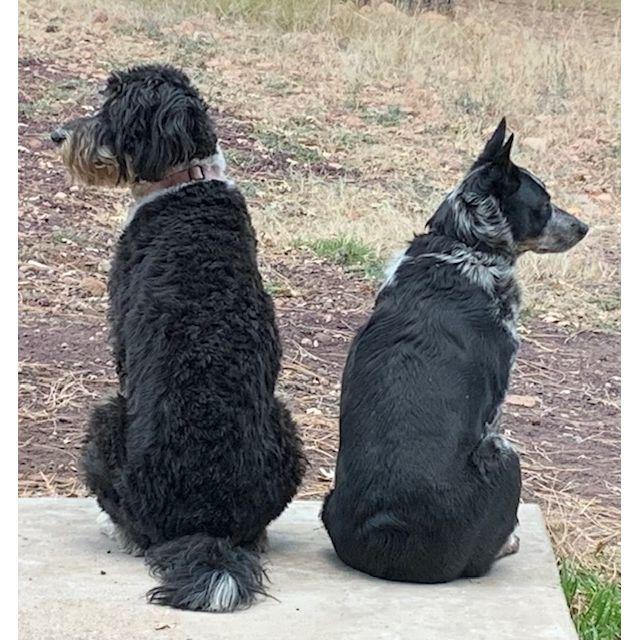 Furry children Lulu (left) and Pearl (right)