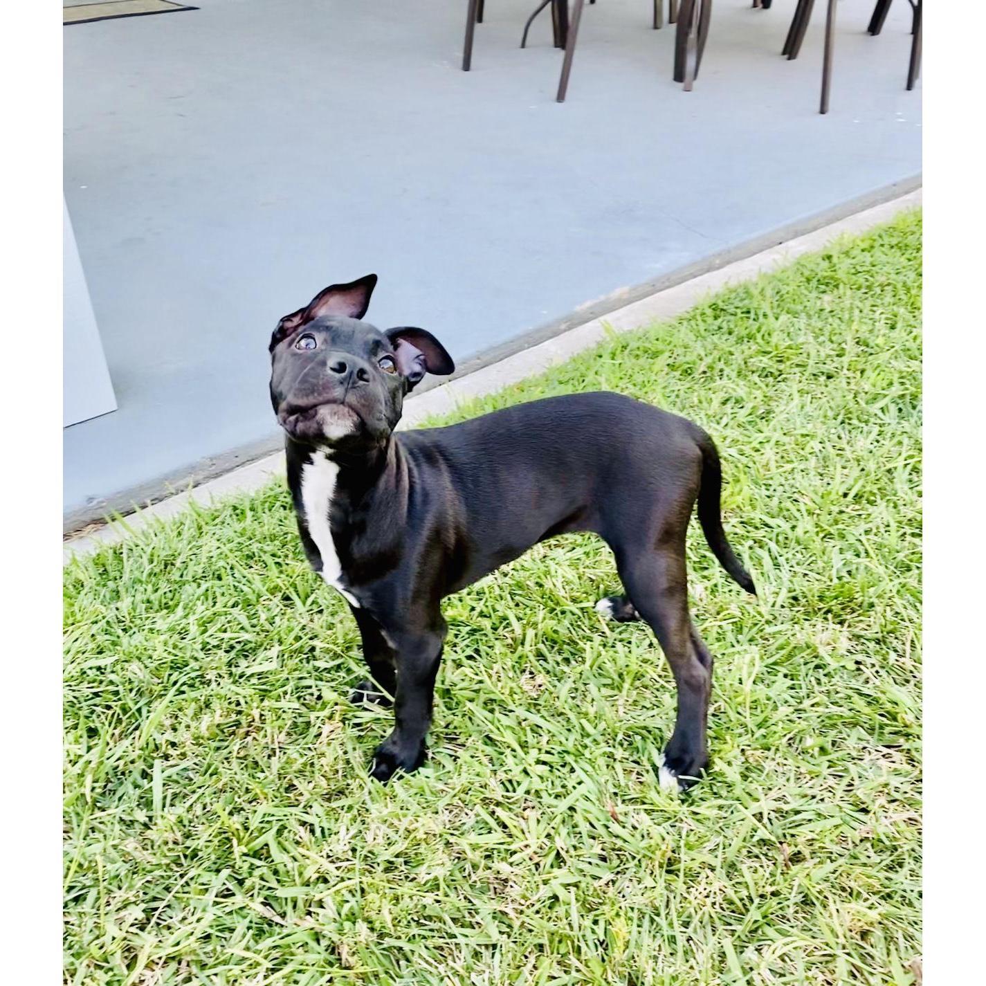 September 2020 - Meet Rexford Hynes! - San Diego CA
