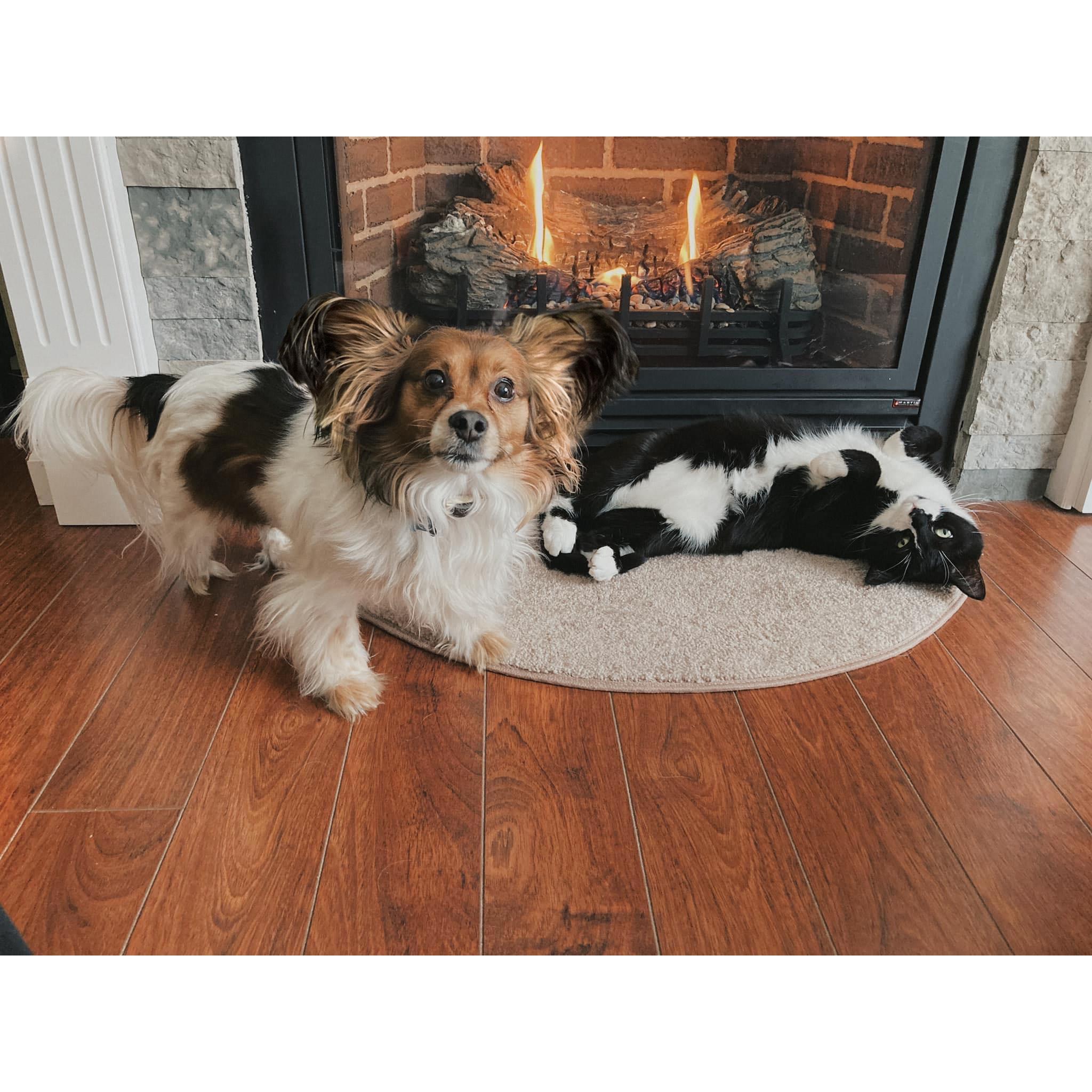 The fur children
