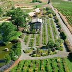 Amador Flower Farm and Pumpkin Patch