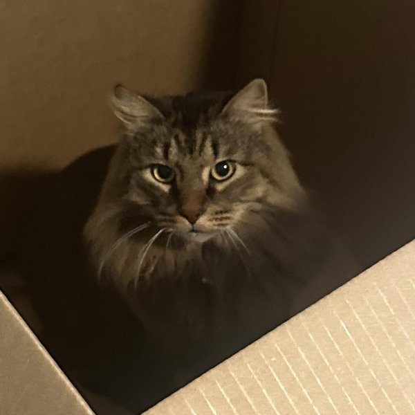 Pet Sitting Costs