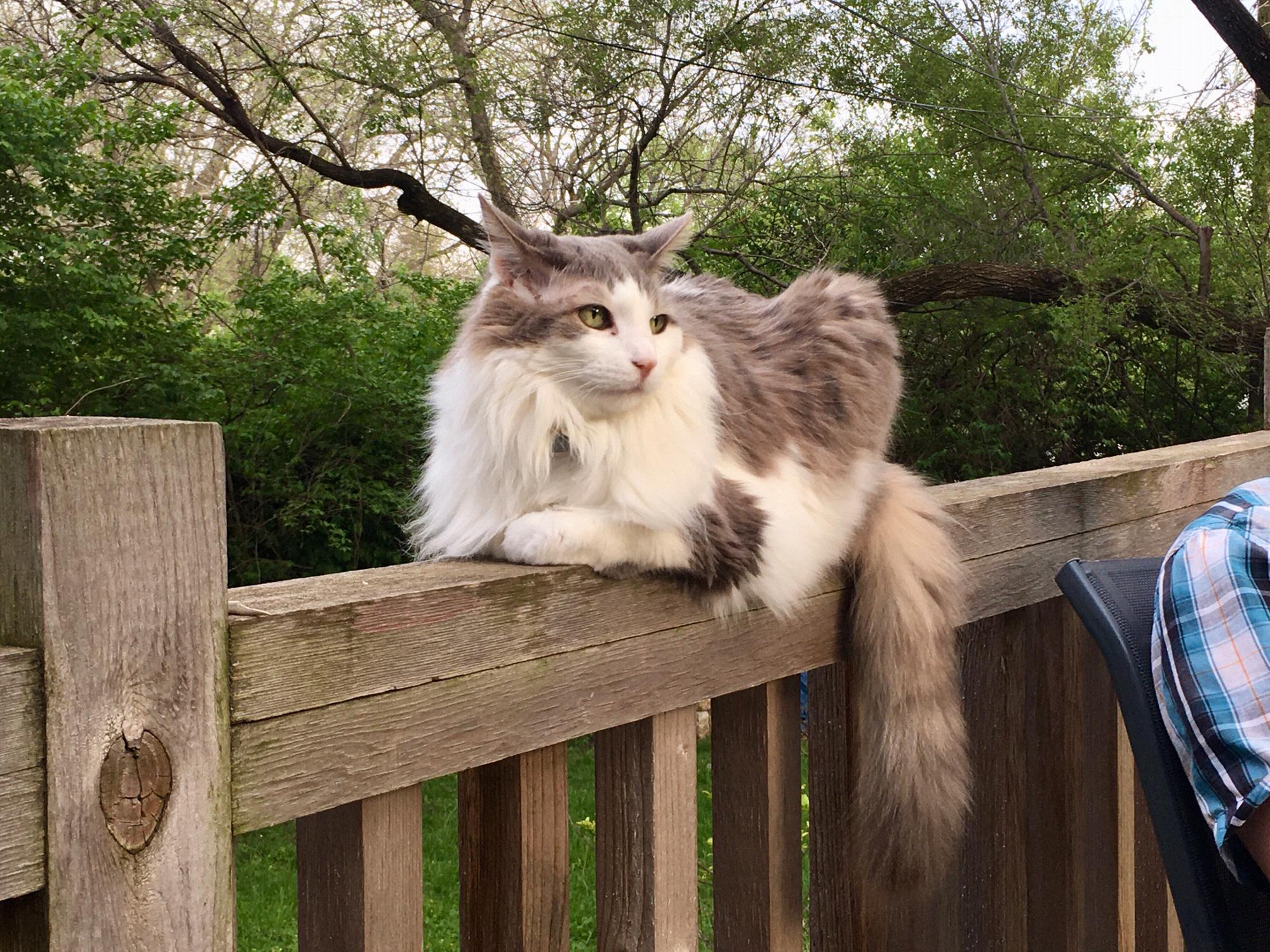Squid the cat.