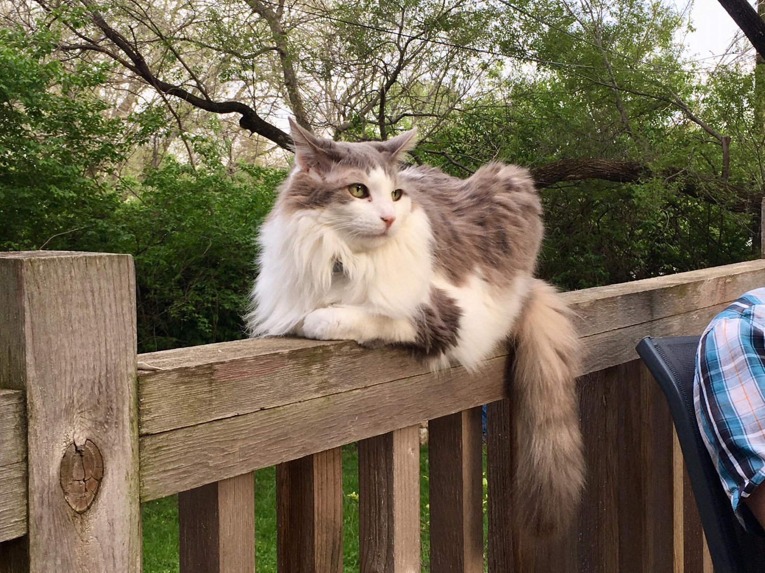Squid the cat.