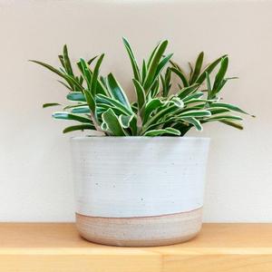 10" Planter