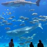 Georgia Aquarium