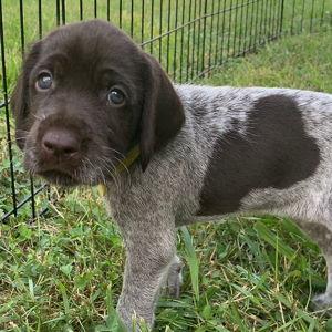 Our New Puppy
