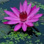 Kenilworth Park & Aquatic Gardens