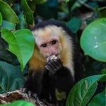 Parque Nacional Manuel Antonio