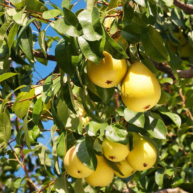 Pear trees