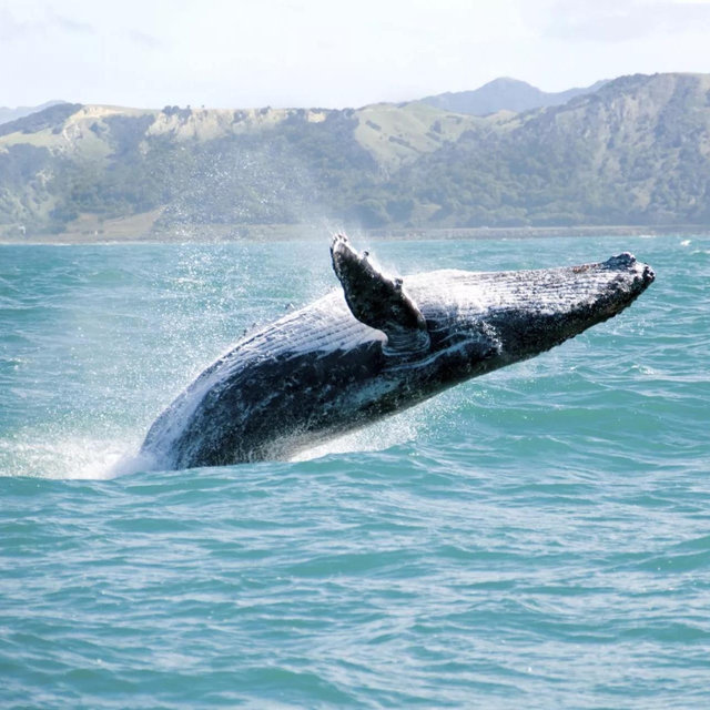 Whale Watching Boat Tour