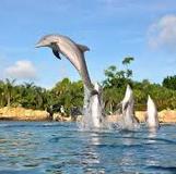 Discovery Cove