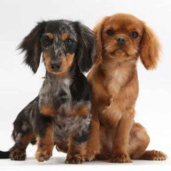 Our Future Puppy