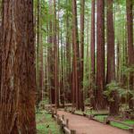 Armstrong Redwoods State Natural Reserve