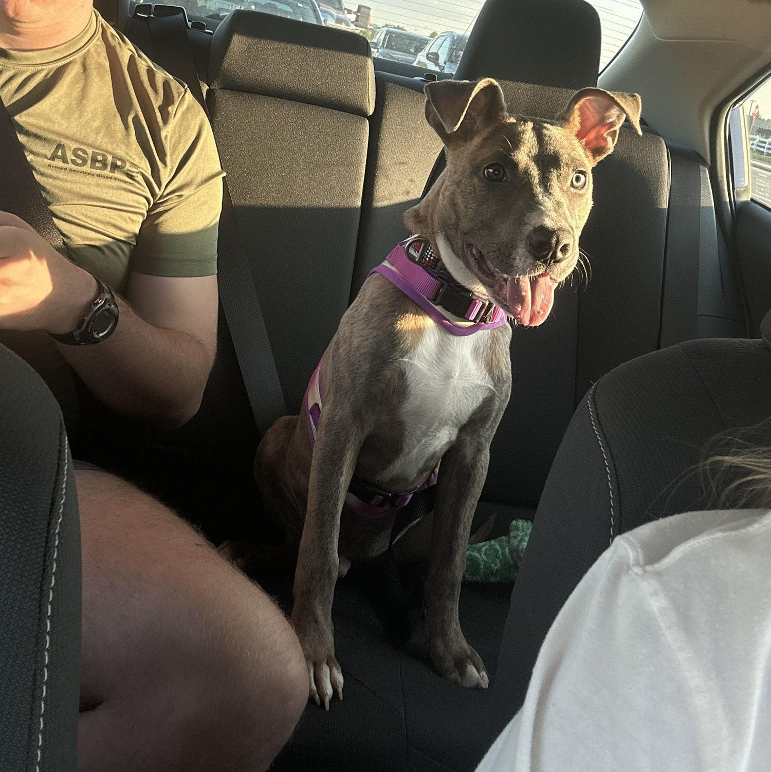 August 2024 - We made the worst financial decision we ever have and became dog parents to Hogan