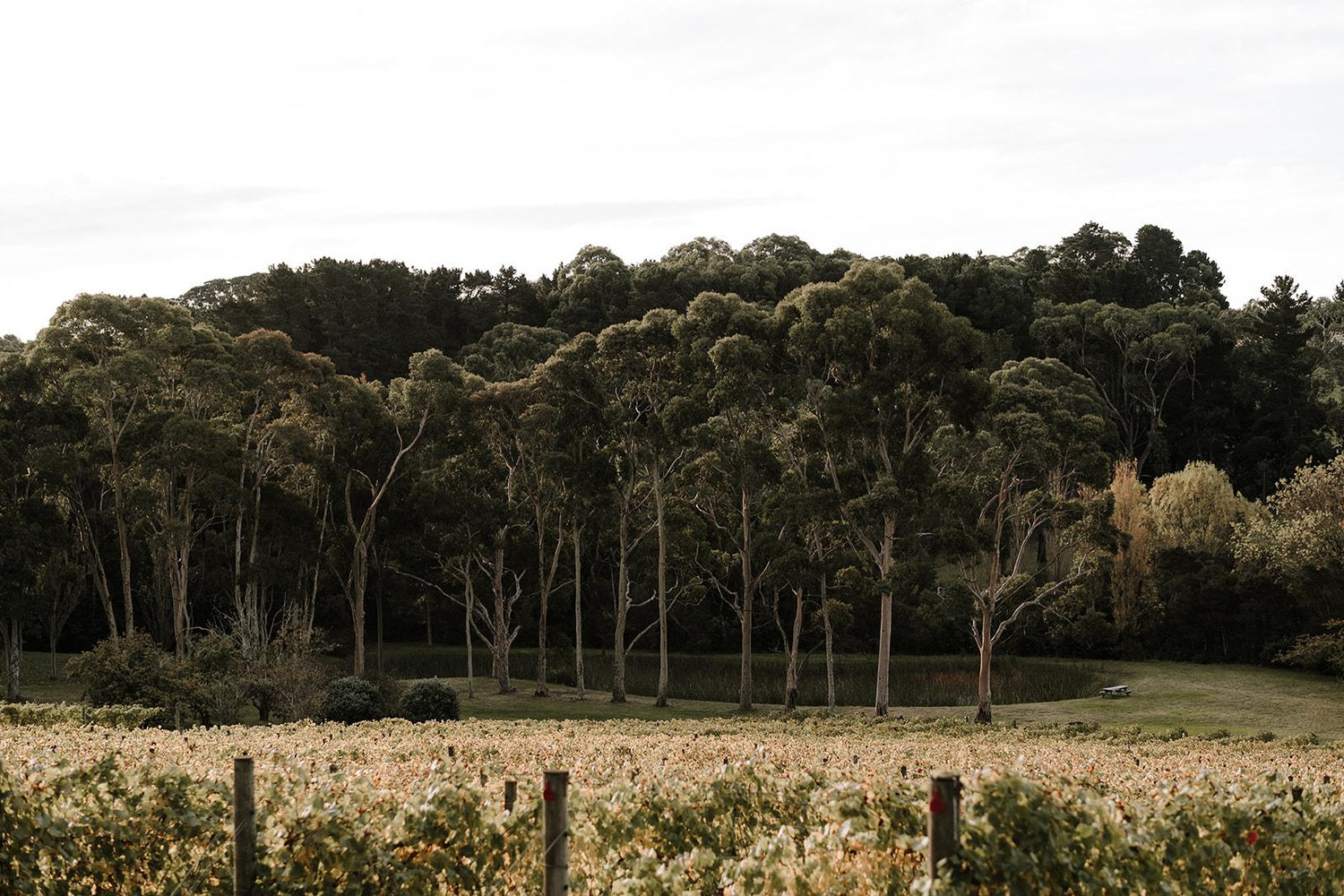The Wedding Website of Angela Ramage and David Asadi