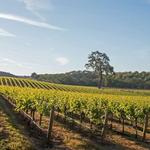 Paso Robles Wine Country